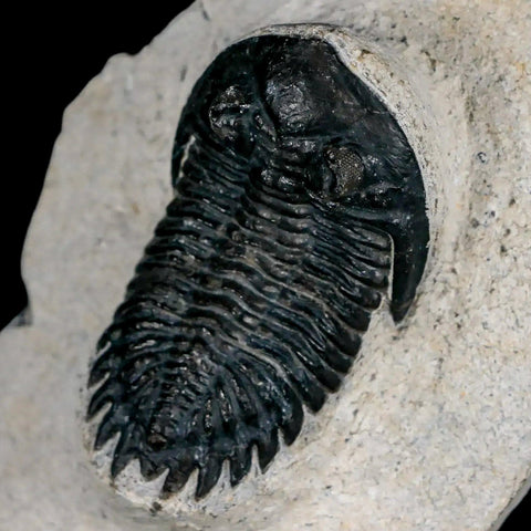 2" Metacanthina Issoumourensis Trilobite Fossil Devonian Age 400 Mil Yrs Old COA - Fossil Age Minerals