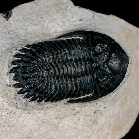 2" Metacanthina Issoumourensis Trilobite Fossil Devonian Age 400 Mil Yrs Old COA - Fossil Age Minerals