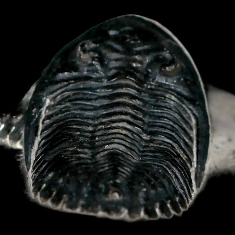 2" Metacanthina Issoumourensis Trilobite Fossil Devonian Age 400 Mil Yrs Old COA - Fossil Age Minerals