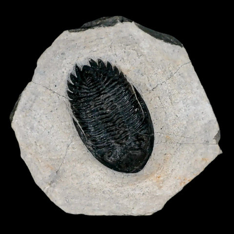 1.9" Metacanthina Issoumourensis Trilobite Fossil Devonian Age 400 Mil Yrs Old COA - Fossil Age Minerals