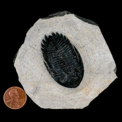 1.9" Metacanthina Issoumourensis Trilobite Fossil Devonian Age 400 Mil Yrs Old COA - Fossil Age Minerals