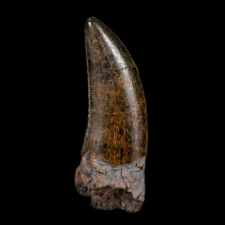 1.4" Nanotyrannus Tyrannosaurus Fossil Tooth Rooted Dinosaur Hell Creek MT COA