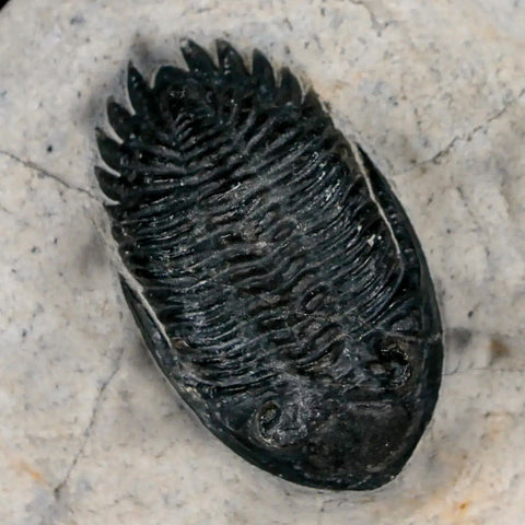 1.9" Metacanthina Issoumourensis Trilobite Fossil Devonian Age 400 Mil Yrs Old COA - Fossil Age Minerals