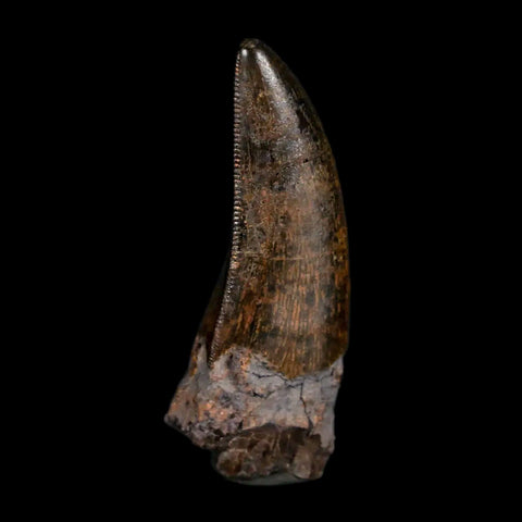 1.4" Nanotyrannus Tyrannosaurus Fossil Tooth Rooted Dinosaur Hell Creek MT COA - Fossil Age Minerals