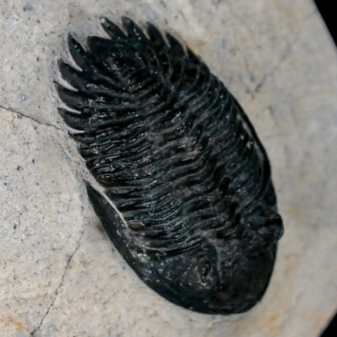 1.9" Metacanthina Issoumourensis Trilobite Fossil Devonian Age 400 Mil Yrs Old COA - Fossil Age Minerals