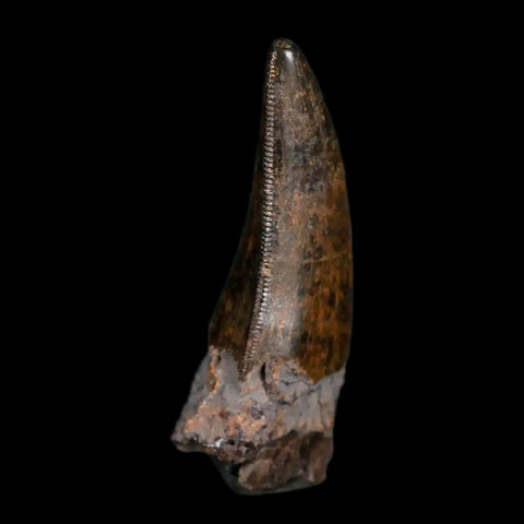 1.4" Nanotyrannus Tyrannosaurus Fossil Tooth Rooted Dinosaur Hell Creek MT COA - Fossil Age Minerals