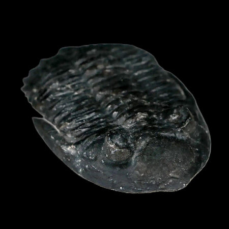 1.9" Metacanthina Issoumourensis Trilobite Fossil Devonian Age 400 Mil Yrs Old COA