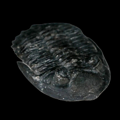 1.9" Metacanthina Issoumourensis Trilobite Fossil Devonian Age 400 Mil Yrs Old COA - Fossil Age Minerals