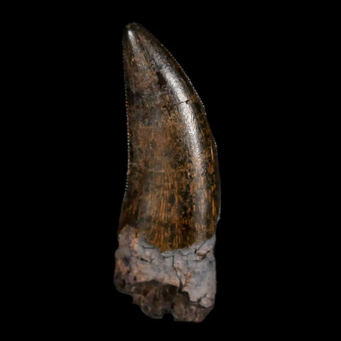 1.4" Nanotyrannus Tyrannosaurus Fossil Tooth Rooted Dinosaur Hell Creek MT COA - Fossil Age Minerals