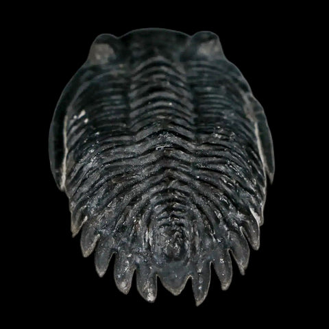 1.9" Metacanthina Issoumourensis Trilobite Fossil Devonian Age 400 Mil Yrs Old COA - Fossil Age Minerals