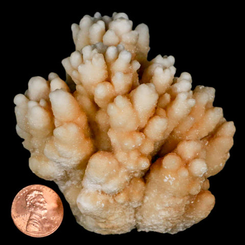 3.2" Botryoidal Aragonite Cave Calcite Crystal Cluster Mineral Specimen Morocco