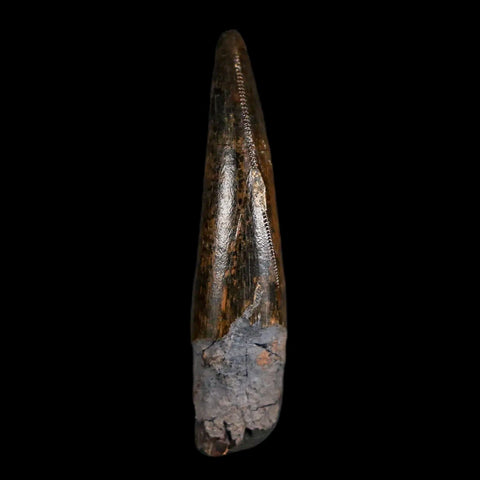 1.4" Nanotyrannus Tyrannosaurus Fossil Tooth Rooted Dinosaur Hell Creek MT COA - Fossil Age Minerals