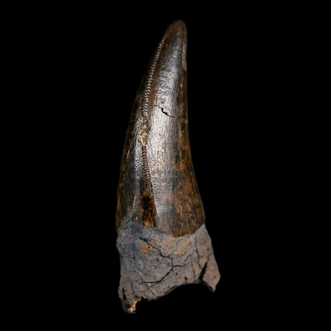 1.4" Nanotyrannus Tyrannosaurus Fossil Tooth Rooted Dinosaur Hell Creek MT COA - Fossil Age Minerals