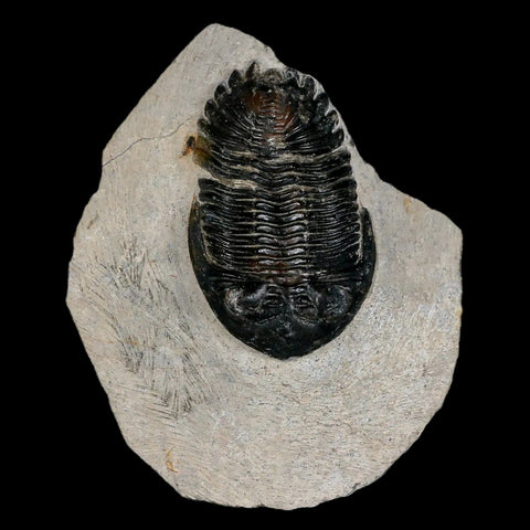 2.6" Metacanthina Issoumourensis Trilobite Fossil Devonian Age 400 Mil Yrs Old COA - Fossil Age Minerals