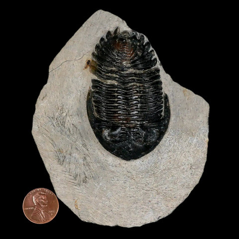 2.6" Metacanthina Issoumourensis Trilobite Fossil Devonian Age 400 Mil Yrs Old COA - Fossil Age Minerals