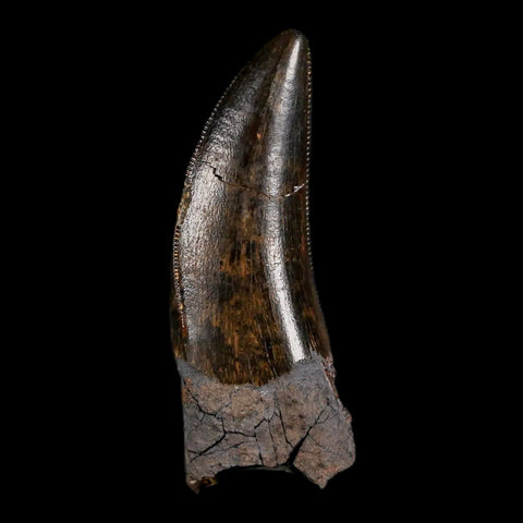 1.4" Nanotyrannus Tyrannosaurus Fossil Tooth Rooted Dinosaur Hell Creek MT COA - Fossil Age Minerals