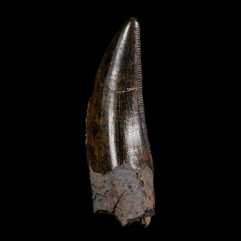 1.4" Nanotyrannus Tyrannosaurus Fossil Tooth Rooted Dinosaur Hell Creek MT COA - Fossil Age Minerals