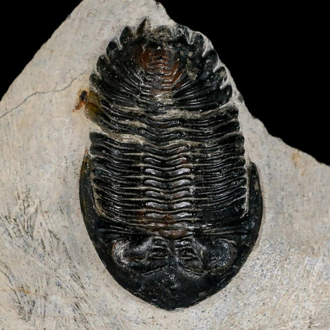 2.6" Metacanthina Issoumourensis Trilobite Fossil Devonian Age 400 Mil Yrs Old COA - Fossil Age Minerals