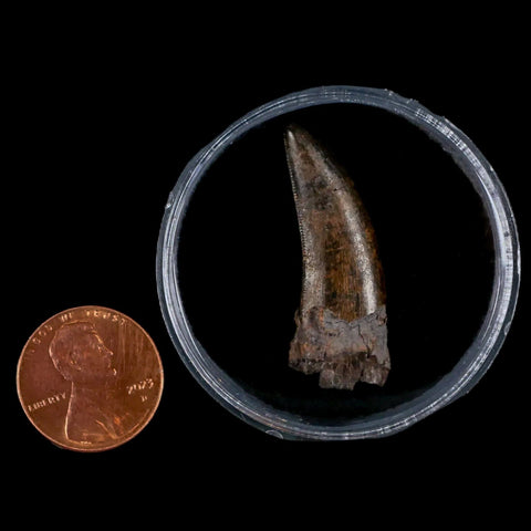 1.4" Nanotyrannus Tyrannosaurus Fossil Tooth Rooted Dinosaur Hell Creek MT COA - Fossil Age Minerals