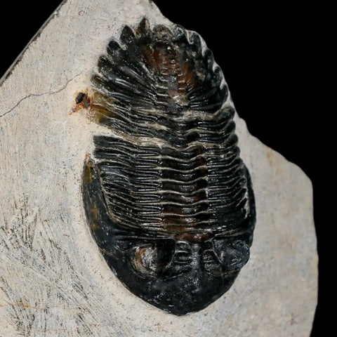 2.6" Metacanthina Issoumourensis Trilobite Fossil Devonian Age 400 Mil Yrs Old COA - Fossil Age Minerals