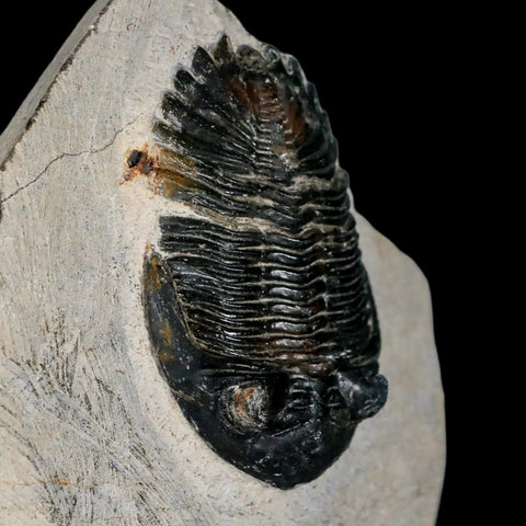 2.6" Metacanthina Issoumourensis Trilobite Fossil Devonian Age 400 Mil Yrs Old COA - Fossil Age Minerals