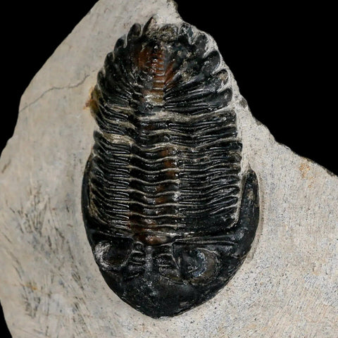 2.6" Metacanthina Issoumourensis Trilobite Fossil Devonian Age 400 Mil Yrs Old COA - Fossil Age Minerals