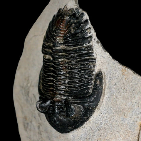 2.6" Metacanthina Issoumourensis Trilobite Fossil Devonian Age 400 Mil Yrs Old COA - Fossil Age Minerals