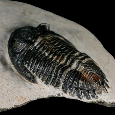 2.6" Metacanthina Issoumourensis Trilobite Fossil Devonian Age 400 Mil Yrs Old COA - Fossil Age Minerals