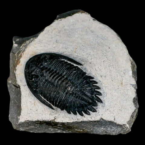 1.9" Metacanthina Issoumourensis Trilobite Fossil Devonian Age 400 Mil Yrs Old COA - Fossil Age Minerals