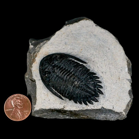 1.9" Metacanthina Issoumourensis Trilobite Fossil Devonian Age 400 Mil Yrs Old COA - Fossil Age Minerals