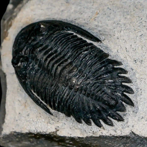 1.9" Metacanthina Issoumourensis Trilobite Fossil Devonian Age 400 Mil Yrs Old COA - Fossil Age Minerals