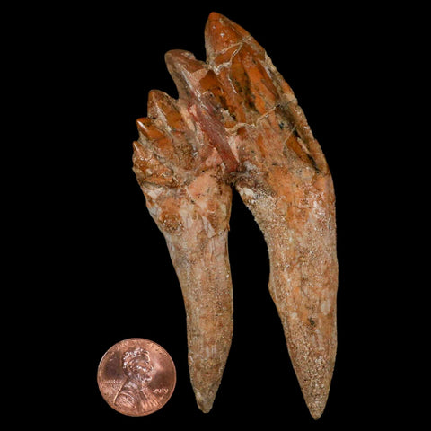 3.9" Basilosaurus Tooth Rooted Prehistoric Whale 34 Mil Yrs Old Late Eocene COA