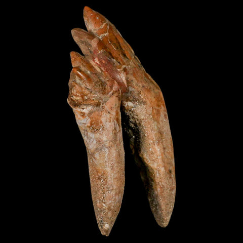 3.9" Basilosaurus Tooth Rooted Prehistoric Whale 34 Mil Yrs Old Late Eocene COA