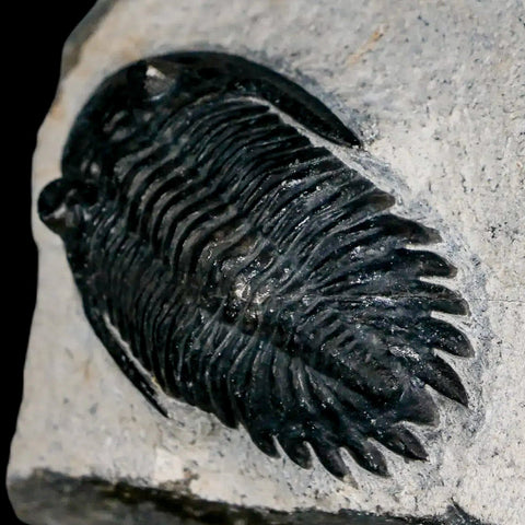 1.9" Metacanthina Issoumourensis Trilobite Fossil Devonian Age 400 Mil Yrs Old COA - Fossil Age Minerals