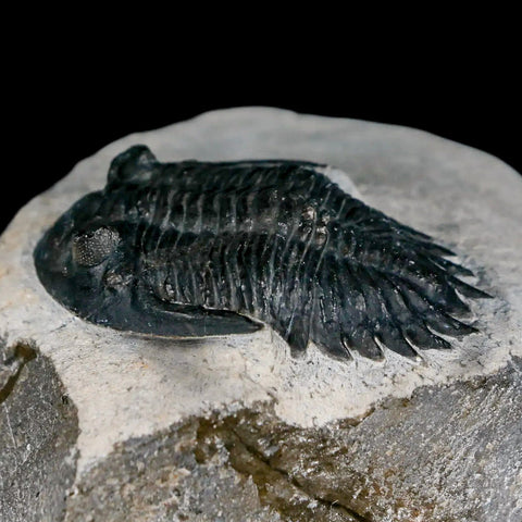 1.9" Metacanthina Issoumourensis Trilobite Fossil Devonian Age 400 Mil Yrs Old COA - Fossil Age Minerals