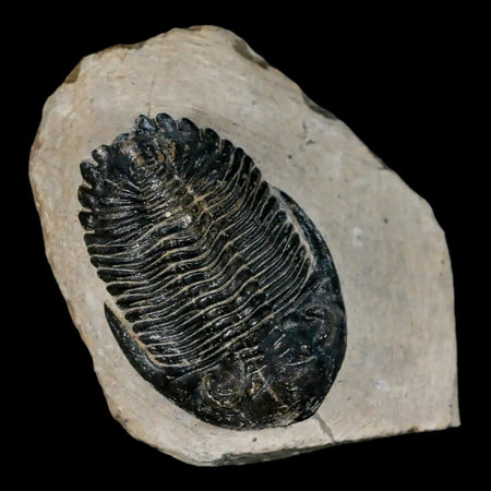 2.1" Metacanthina Issoumourensis Trilobite Fossil Devonian Age 400 Mil Yrs Old COA