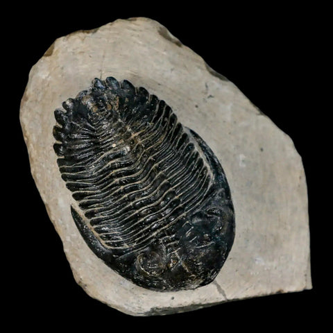 2.1" Metacanthina Issoumourensis Trilobite Fossil Devonian Age 400 Mil Yrs Old COA - Fossil Age Minerals