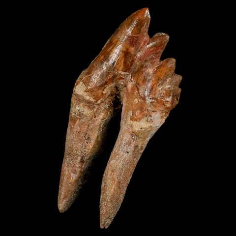 3.9" Basilosaurus Tooth Rooted Prehistoric Whale 34 Mil Yrs Old Late Eocene COA