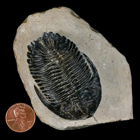 2.1" Metacanthina Issoumourensis Trilobite Fossil Devonian Age 400 Mil Yrs Old COA - Fossil Age Minerals