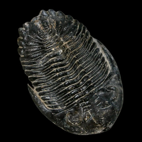 2.1" Metacanthina Issoumourensis Trilobite Fossil Devonian Age 400 Mil Yrs Old COA - Fossil Age Minerals