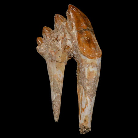 3.7" Basilosaurus Tooth Rooted Prehistoric Whale 34 Mil Yrs Old Late Eocene COA