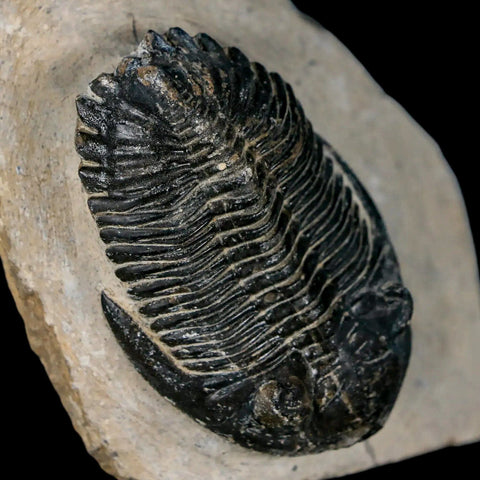 2.1" Metacanthina Issoumourensis Trilobite Fossil Devonian Age 400 Mil Yrs Old COA - Fossil Age Minerals