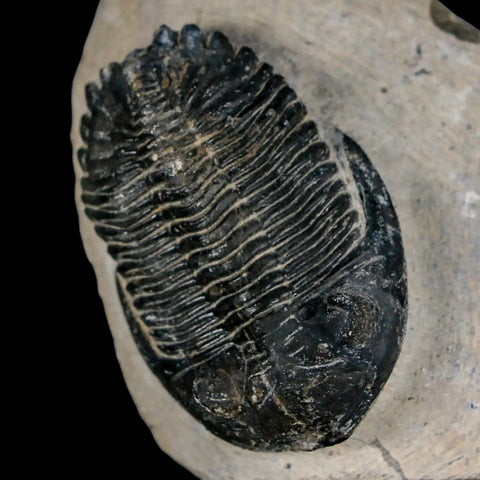 2.1" Metacanthina Issoumourensis Trilobite Fossil Devonian Age 400 Mil Yrs Old COA - Fossil Age Minerals