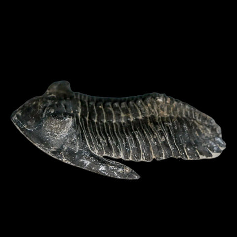 2.1" Metacanthina Issoumourensis Trilobite Fossil Devonian Age 400 Mil Yrs Old COA - Fossil Age Minerals