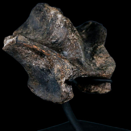 4.8" Hypacrosaurus Dinosaur Fossil Vertebrae Process Two Medicine FM MT COA, Stand