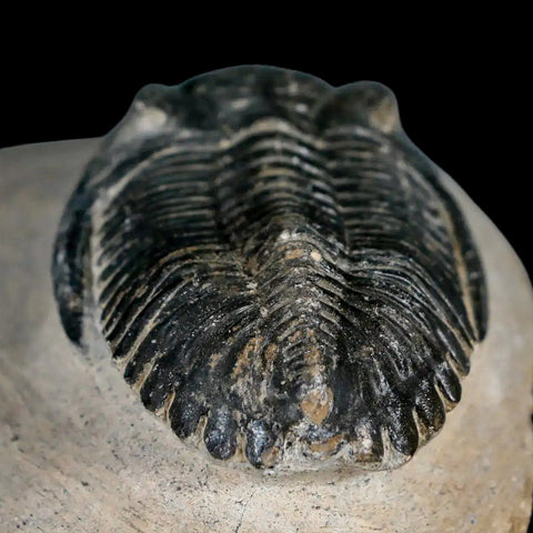 2.1" Metacanthina Issoumourensis Trilobite Fossil Devonian Age 400 Mil Yrs Old COA - Fossil Age Minerals