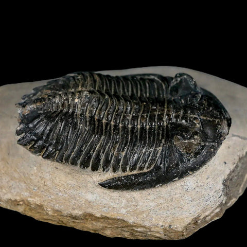 2.1" Metacanthina Issoumourensis Trilobite Fossil Devonian Age 400 Mil Yrs Old COA - Fossil Age Minerals