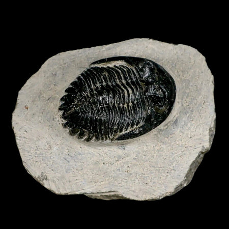 2.1" Metacanthina Issoumourensis Trilobite Fossil Devonian Age 400 Mil Yrs Old COA