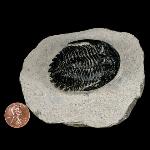 2.1" Metacanthina Issoumourensis Trilobite Fossil Devonian Age 400 Mil Yrs Old COA - Fossil Age Minerals