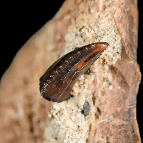 0.3" Rare Troodon Fossil Tooth On Dinosaur Bone Judith River FM Cretaceous Montana - Fossil Age Minerals